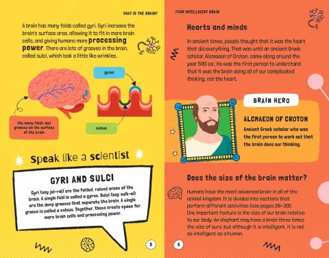 Very Short Introductions for Curious Young Minds: Your Intelligent Brain